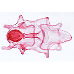 Echinodermata, Bryozoa and Brachiopoda - French
