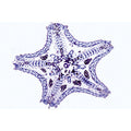 Echinodermata, Bryozoa and Brachiopoda - Spanish
