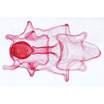 Echinodermata, Bryozoa and Brachiopoda - Spanish