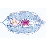 Cephalochordata (Acrania) - French