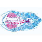 Cephalochordata (Acrania) - French