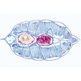 Cephalochordata (Acrania) - Portuguese Slides