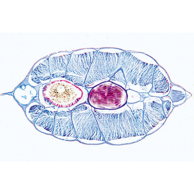 Cephalochordata (Acrania) - Portuguese Slides