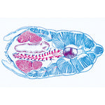 Cephalochordata (Acrania) - Portuguese Slides