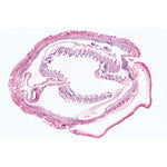 Cephalochordata (Acrania) - Portuguese Slides