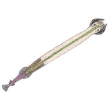 Cephalochordata (Acrania) - Portuguese Slides