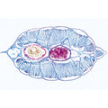 Cephalochordata (Acrania) - Spanish