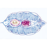 Cephalochordata (Acrania) - German Slides