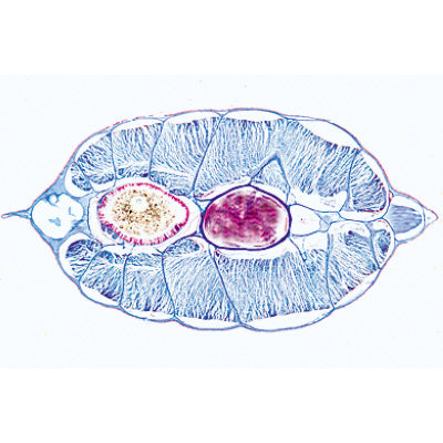 Cephalochordata (Acrania) - German Slides