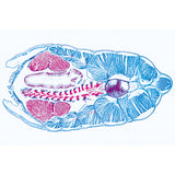 Cephalochordata (Acrania) - German Slides