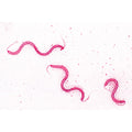 Bacteria, Basic Set - French