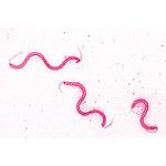 Bacteria, Basic Set - French