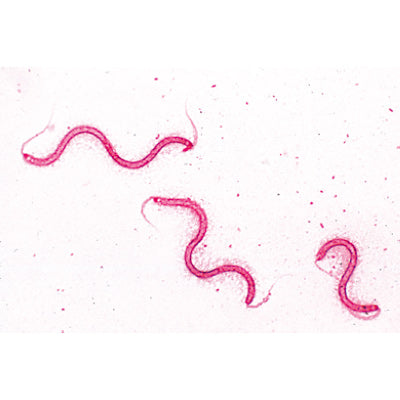 Bacteria, Basic Set - French