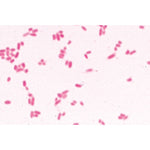 Bacteria, Basic Set - French