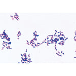 Bacteria, Basic Set - French
