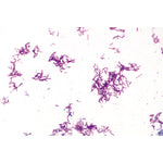 Bacteria, Basic Set - French