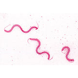 Bacteria, Basic Set - Portuguese Slides