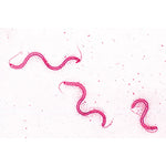 Bacteria, Basic Set - Spanish