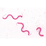 Bacteria, Basic Set - German Slides
