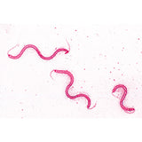 Bacteria, Basic Set - German Slides