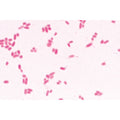 Bacteria, Basic Set - German Slides