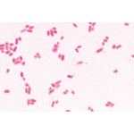 Bacteria, Basic Set - German Slides