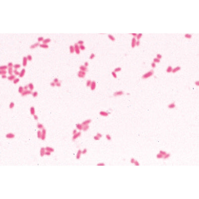 Bacteria, Basic Set - German Slides