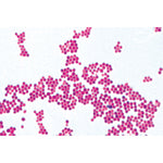 Bacteria, Basic Set - German Slides