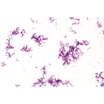 Bacteria, Basic Set - German Slides