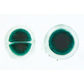 Algae - French