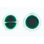 Algae - French