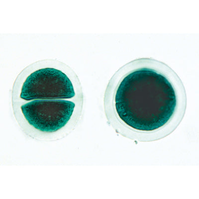 Algae - French