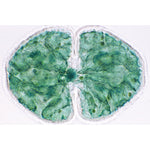 Algae - French