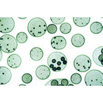 Algae - French