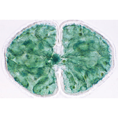 Algae - Portuguese Slides