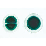 Algae - Spanish