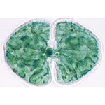 Algae - Spanish