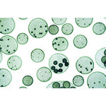 Algae - Spanish