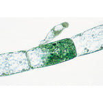 Algae - Spanish