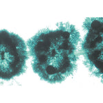 Algae - Spanish