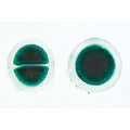 Algae - German Slides