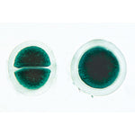 Algae - German Slides