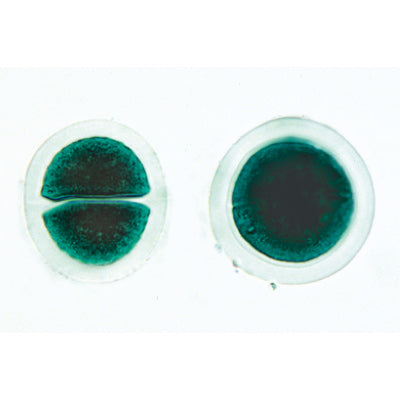 Algae - German Slides