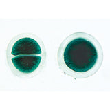 Algae - German Slides