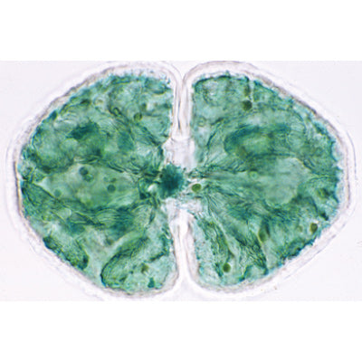 Algae - German Slides