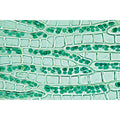 Bryophyta (Liverworts and Mosses) - French
