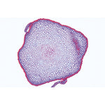 Bryophyta (Liverworts and Mosses) - Portuguese Slides