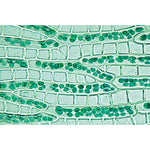 Bryophyta (Liverworts and Mosses) - Spanish