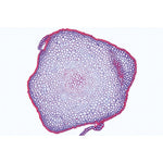 Bryophyta (Liverworts and Mosses) - Spanish