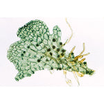 Pteridophytes (Ferns and Fern Allies) - French